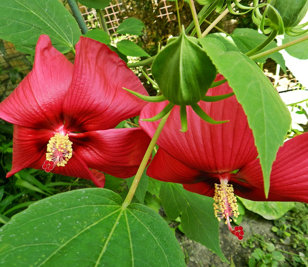 Mocsári hibiszkusz 1095