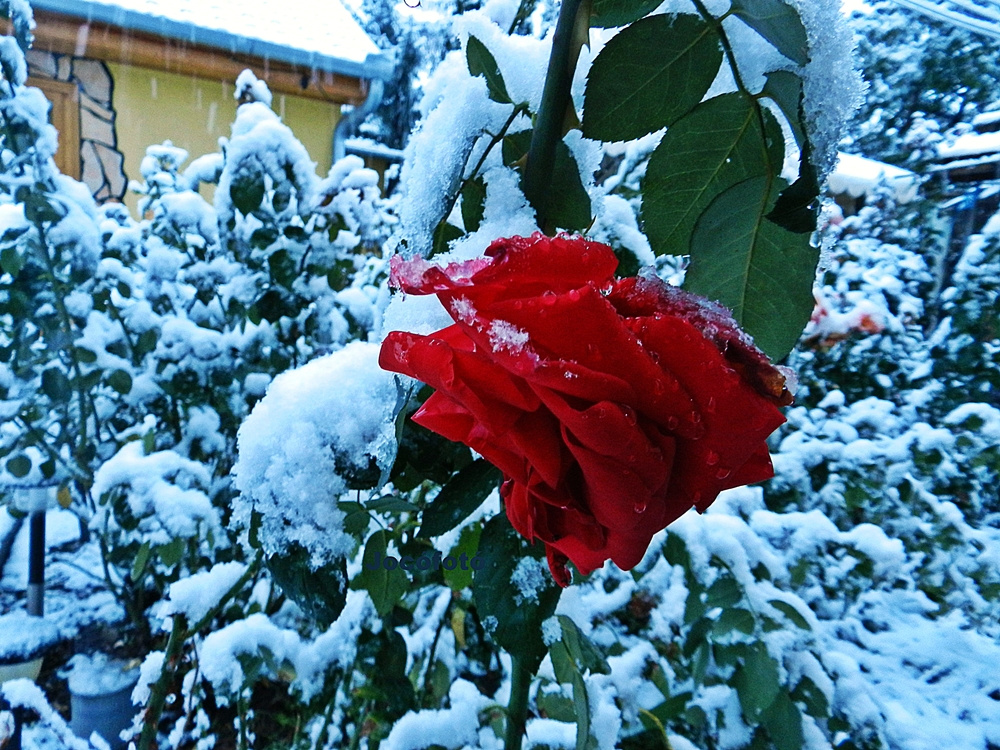 Első hó 2012 2180