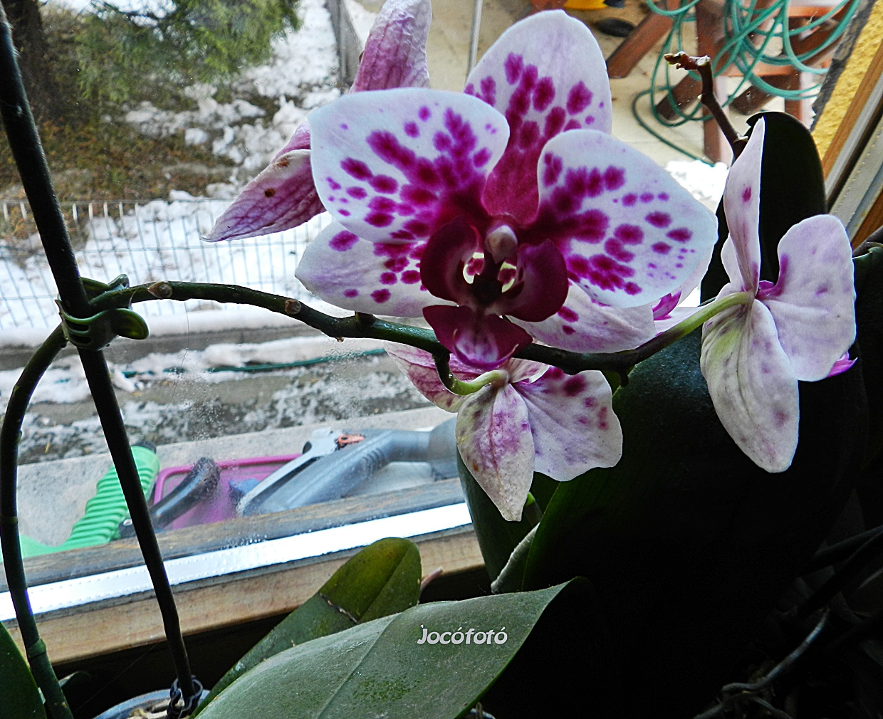 Orchideáim 5083