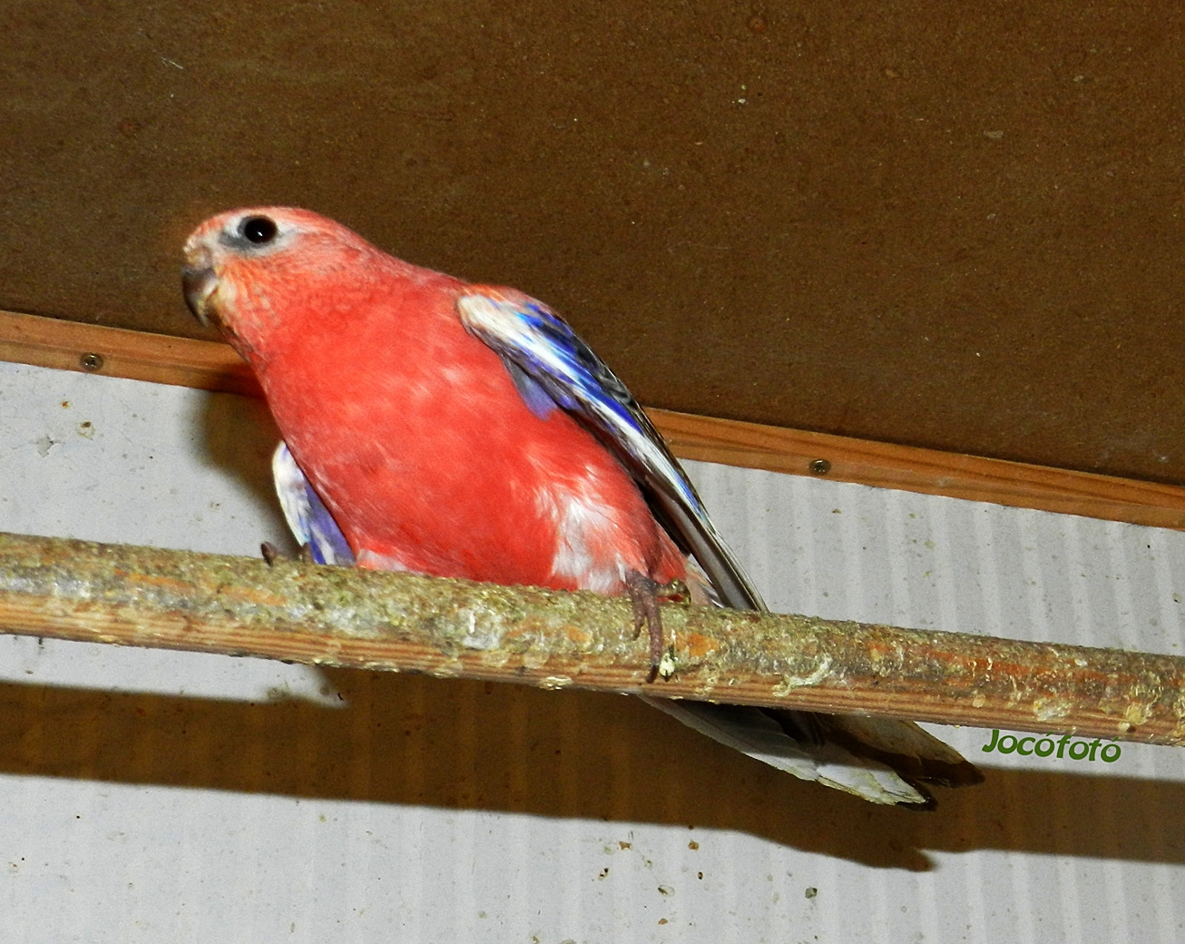 Bourk papagáj 6532