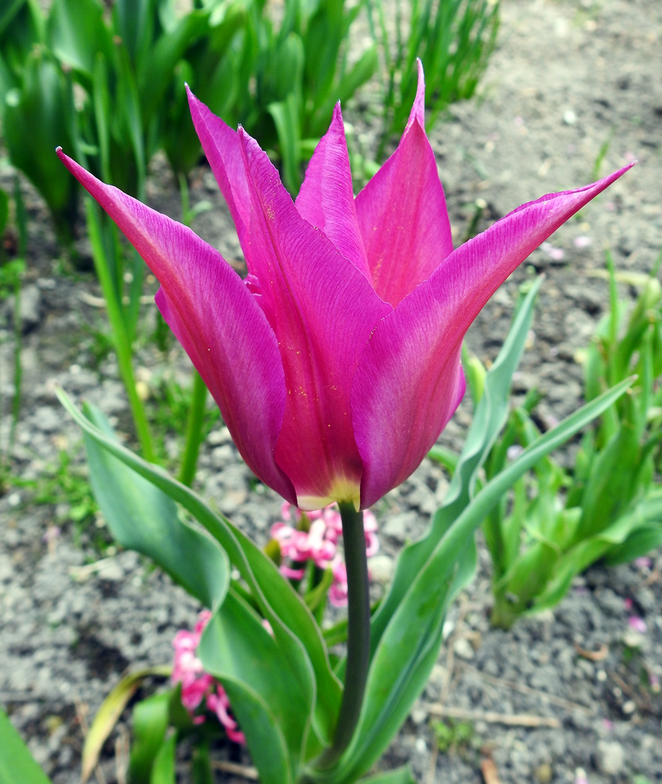 Tulipán 4261