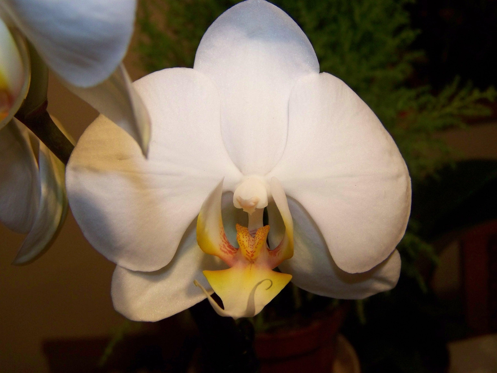 orchidea 0535