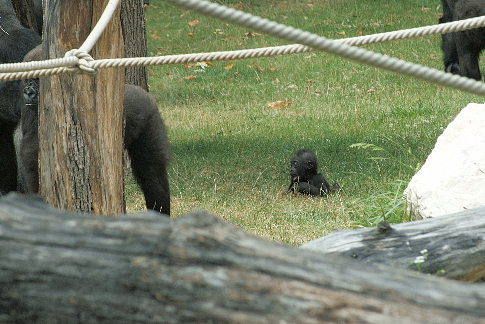 a legifjabb gorilla budapesten