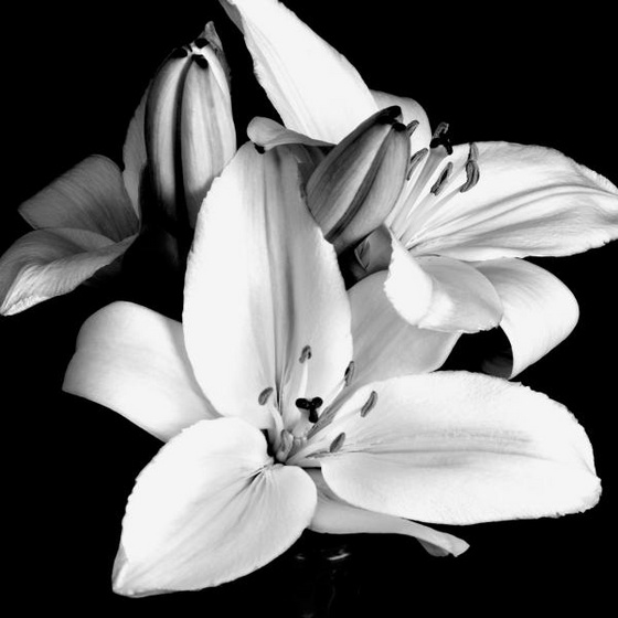 lily-flower-in-black-and-white-kimxa-stark