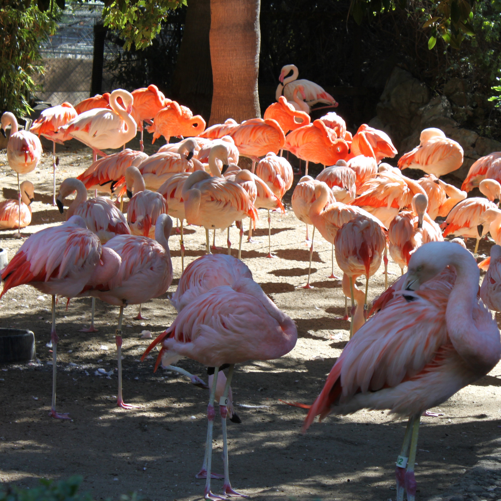 flamingok