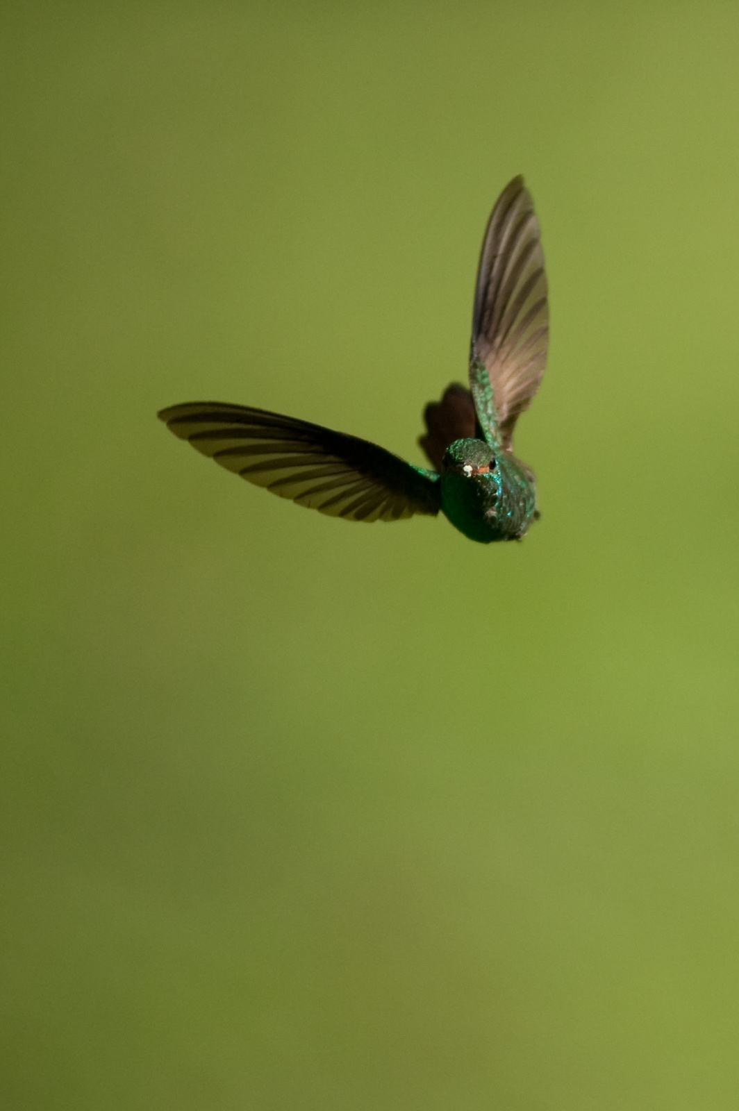 Rufous-tailed-Hummingbird14