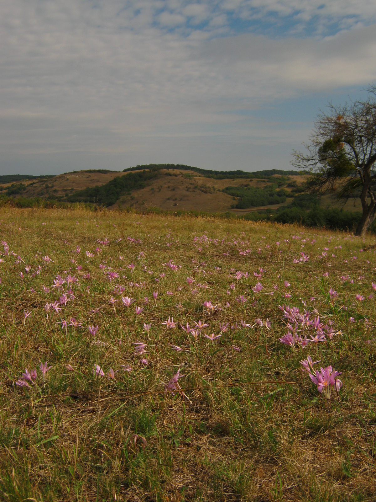 Virágzás