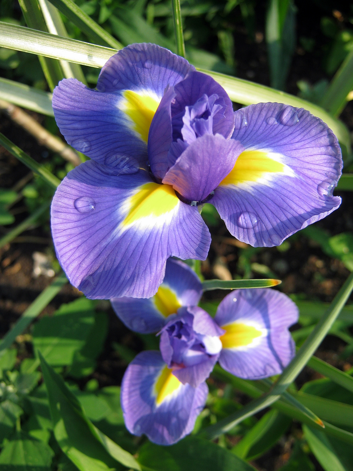 Iris germanica