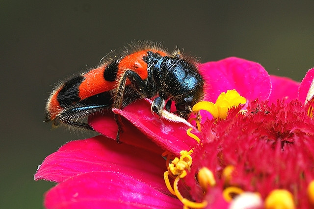 Szalagos méhészbogár