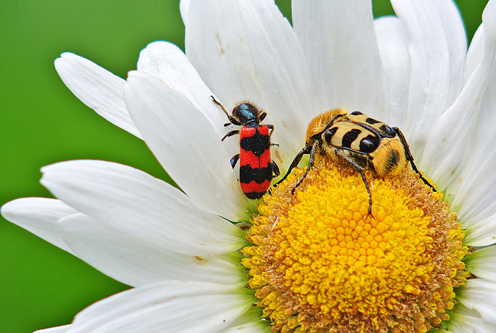 Méhészbogár és prémesbogár
