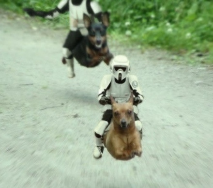 speederdogs