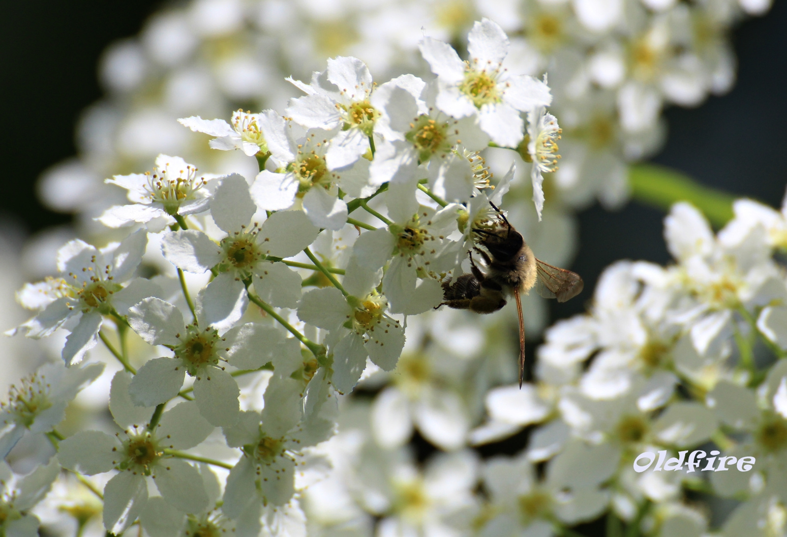 Méh virágokon