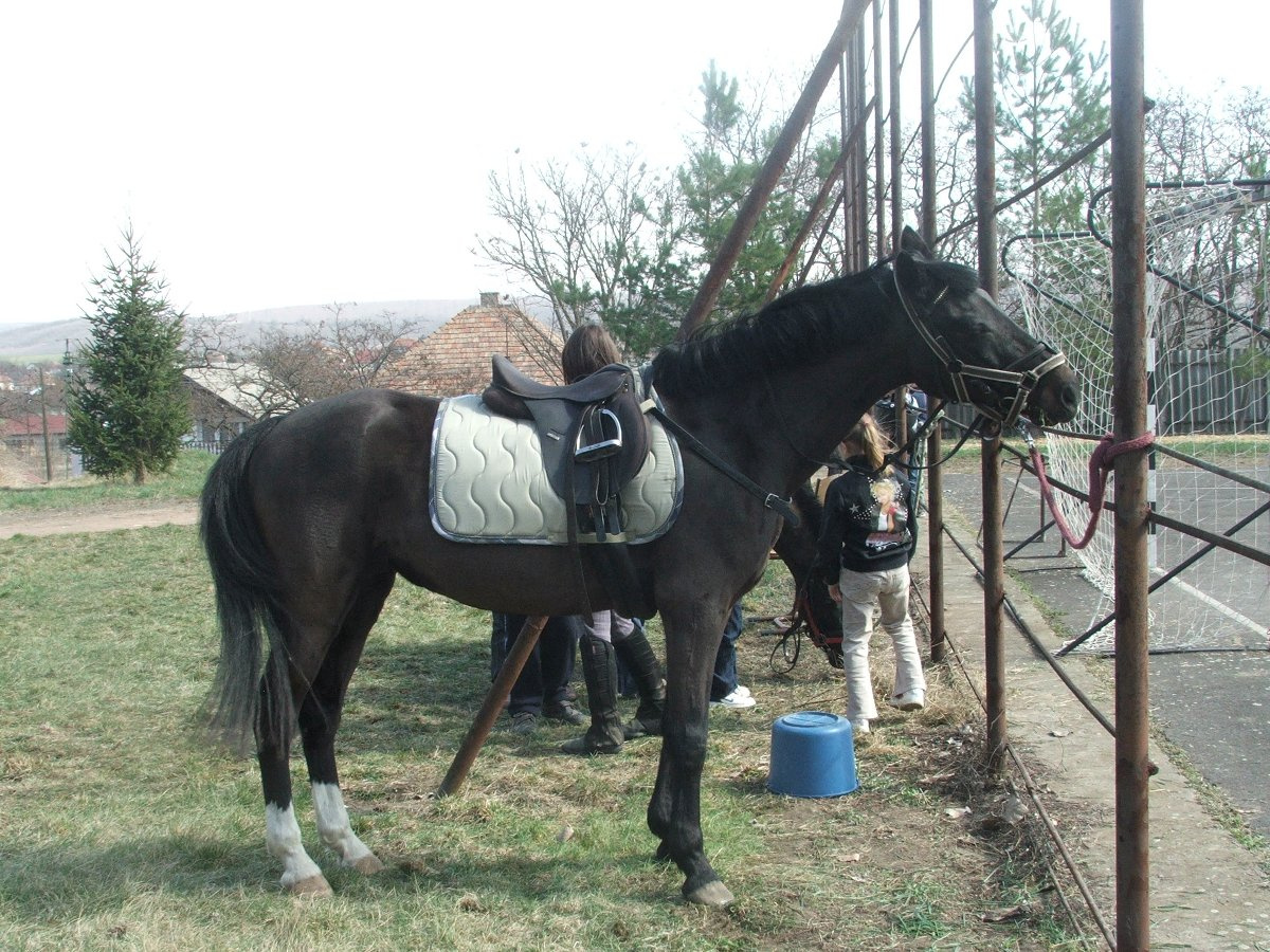 Lovaglás 2012. márc. 38