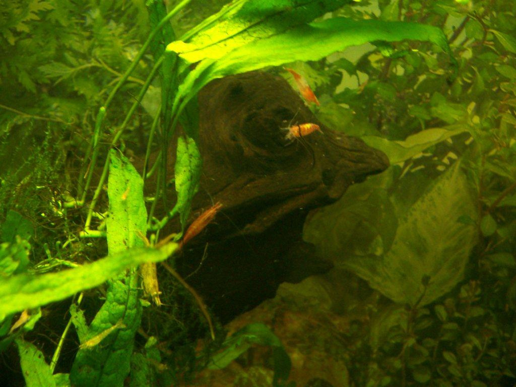 akvarium garnelas 2011.02.23 003