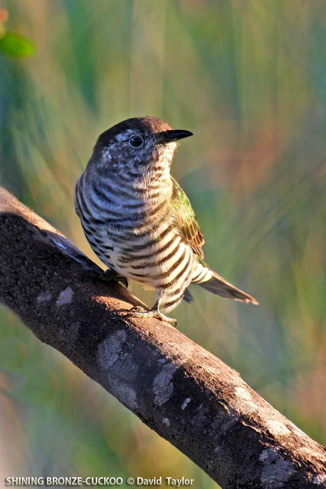 bronze-cuckoo shining2