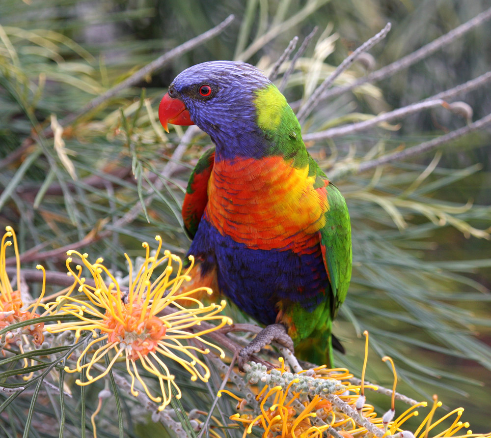 lorikeet rainbow