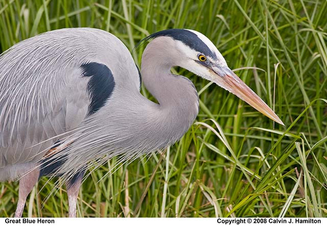 Nagy kék Heron