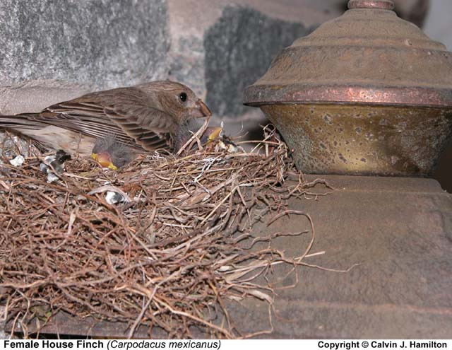 House Finch tojó