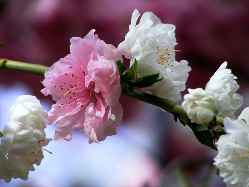 sakura cseresznyefa