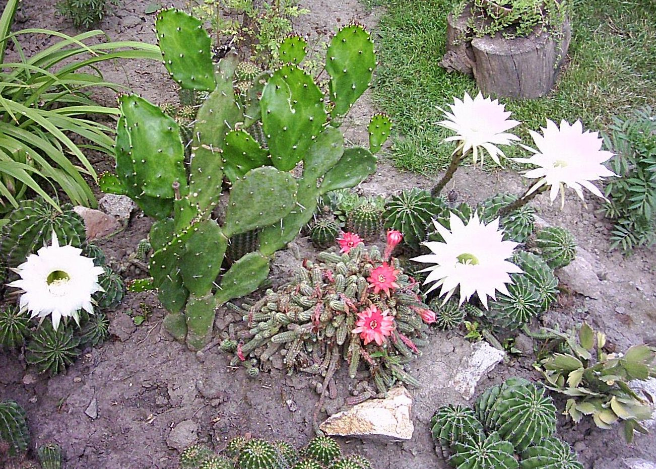 Kaktusz virágzás