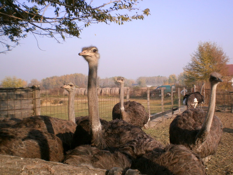 Struccfarm Hajdúnánás