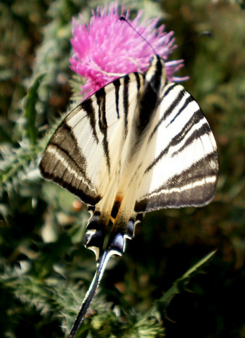 Rájának álcázva (Kardfarkú pillangó (Iphiclides podalirius)