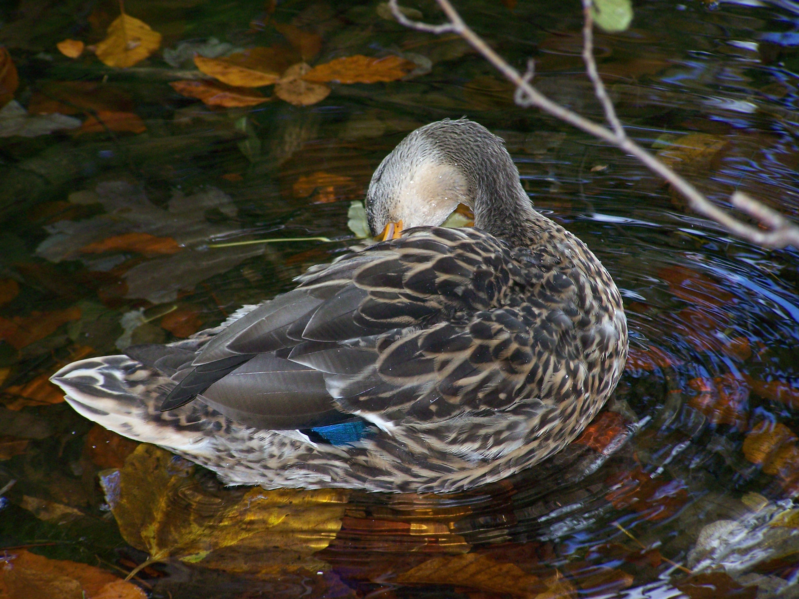 plitvice duck :)