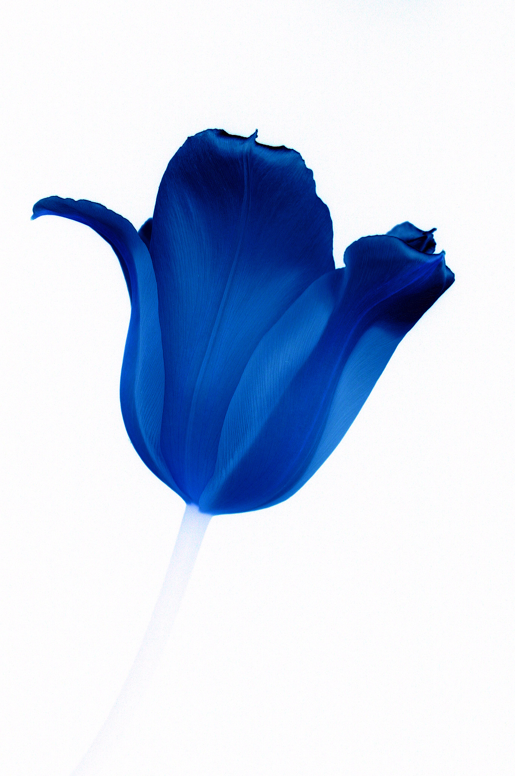 kék tulipán