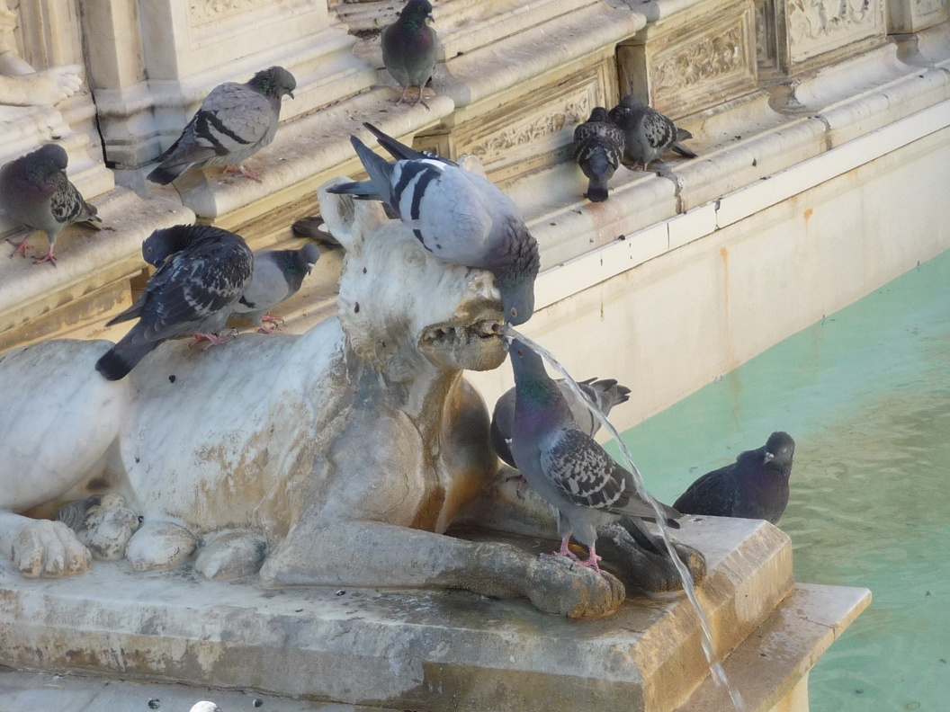 Siena - Fonte Gaia