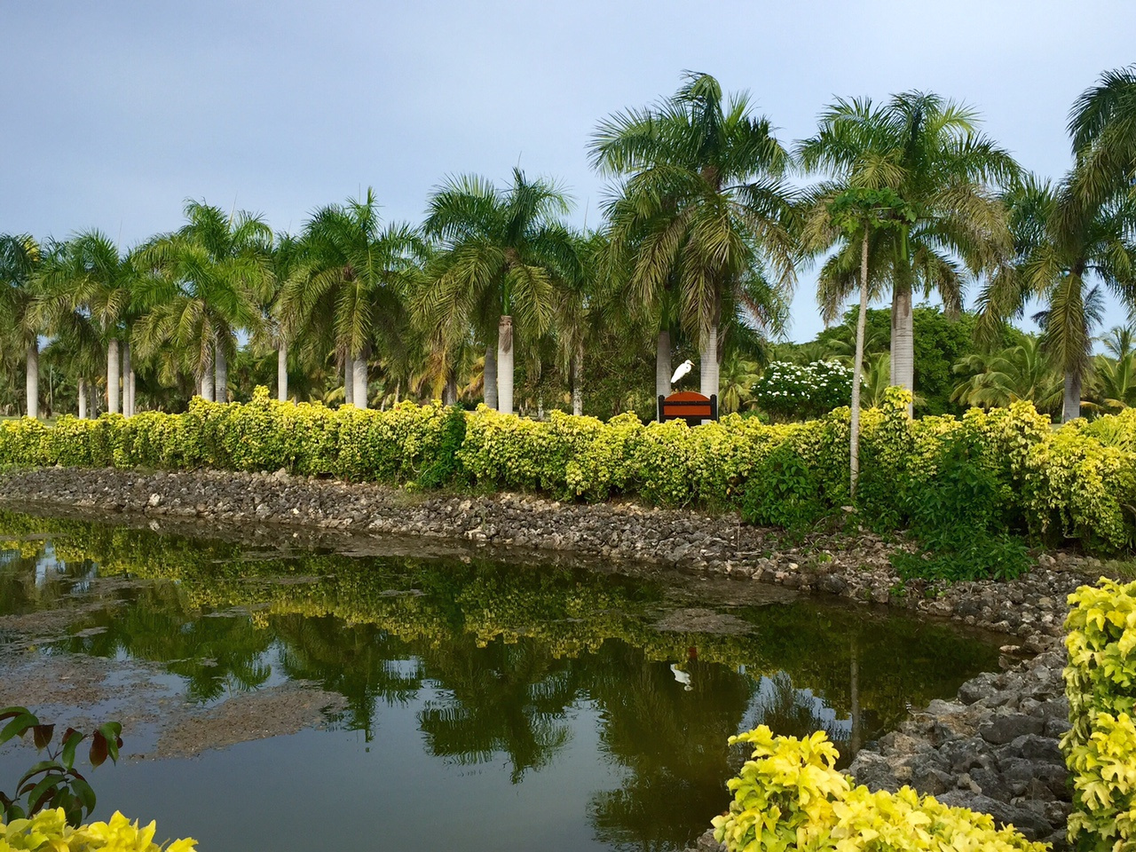 Caribe Golf Club, Kócsaggal