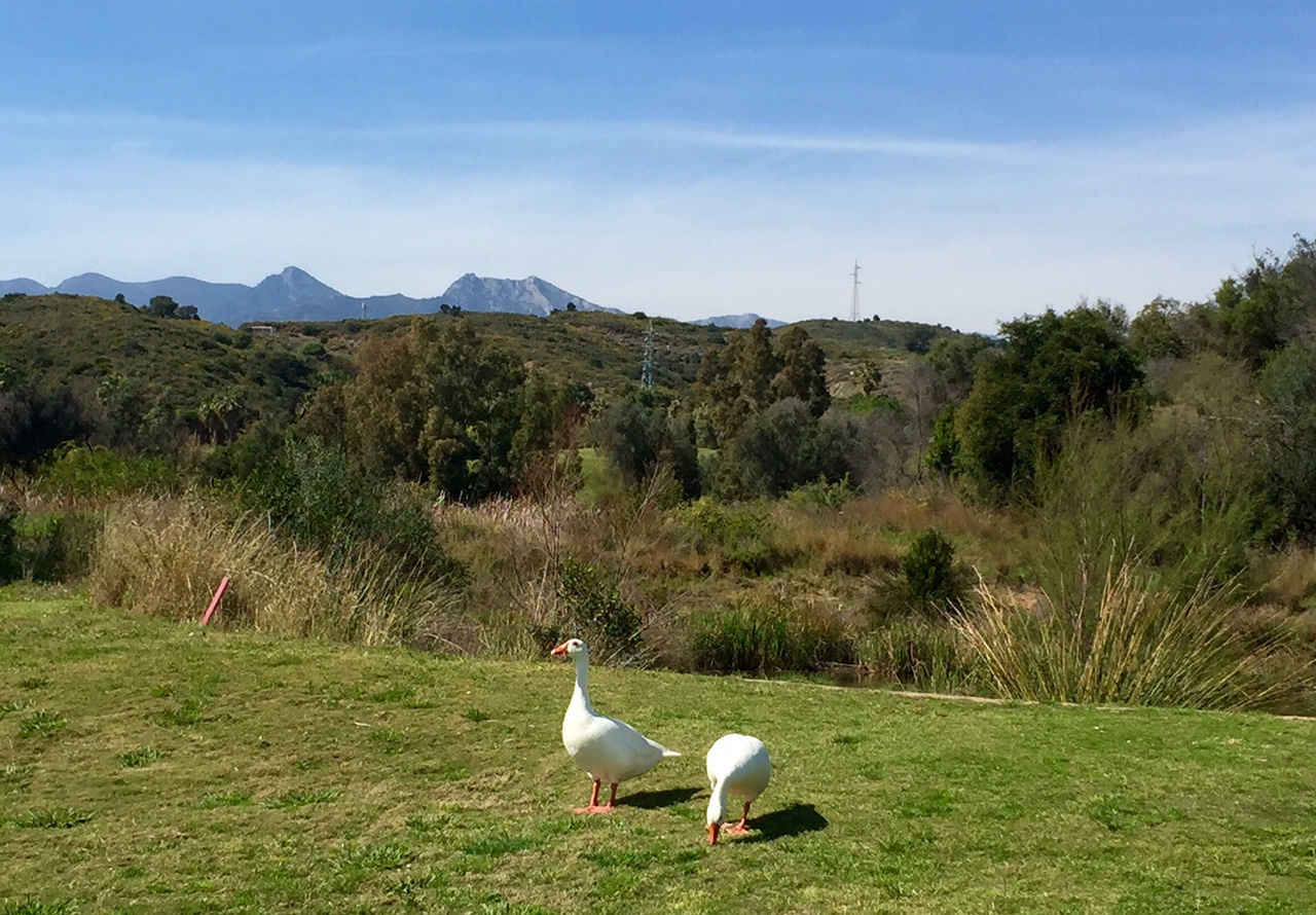 Marbella Golf and Country Club