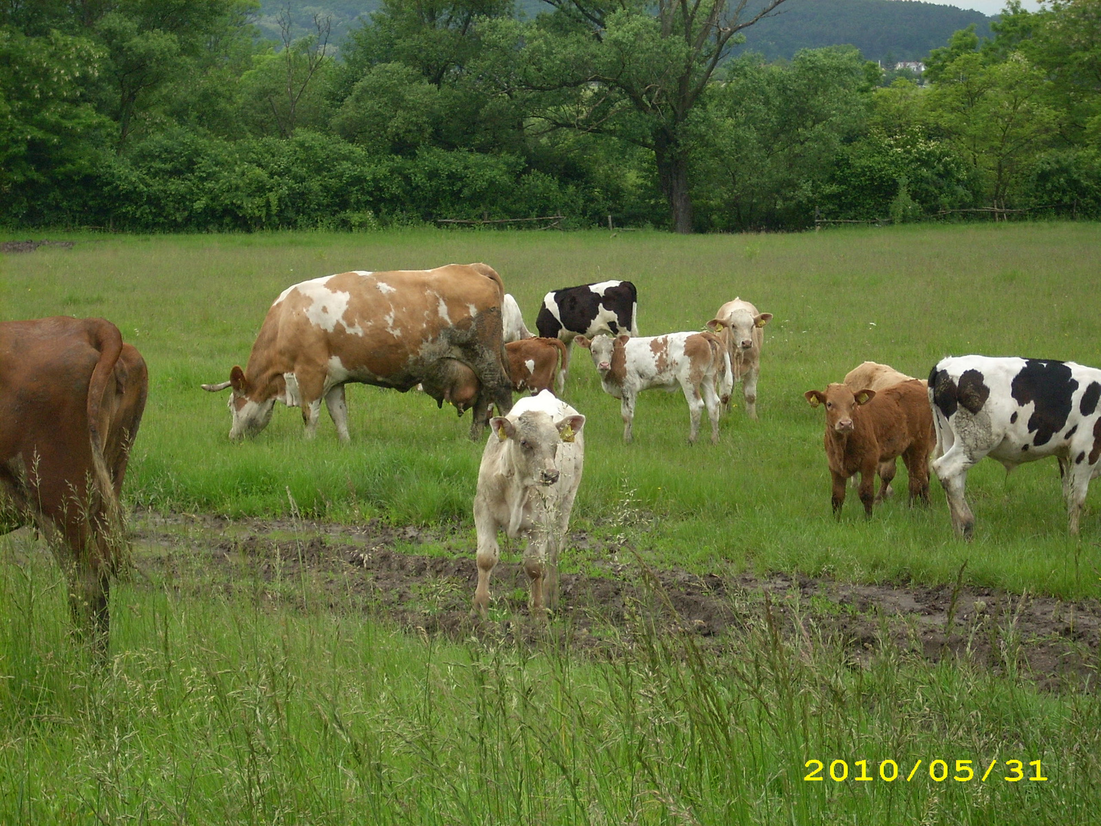 2010 Kelecsény 057