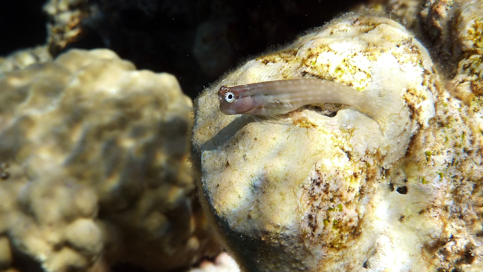 Dentex blenny