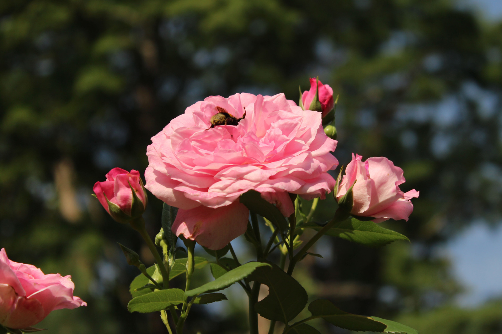 20150822-18-Sarvar-Arboretum