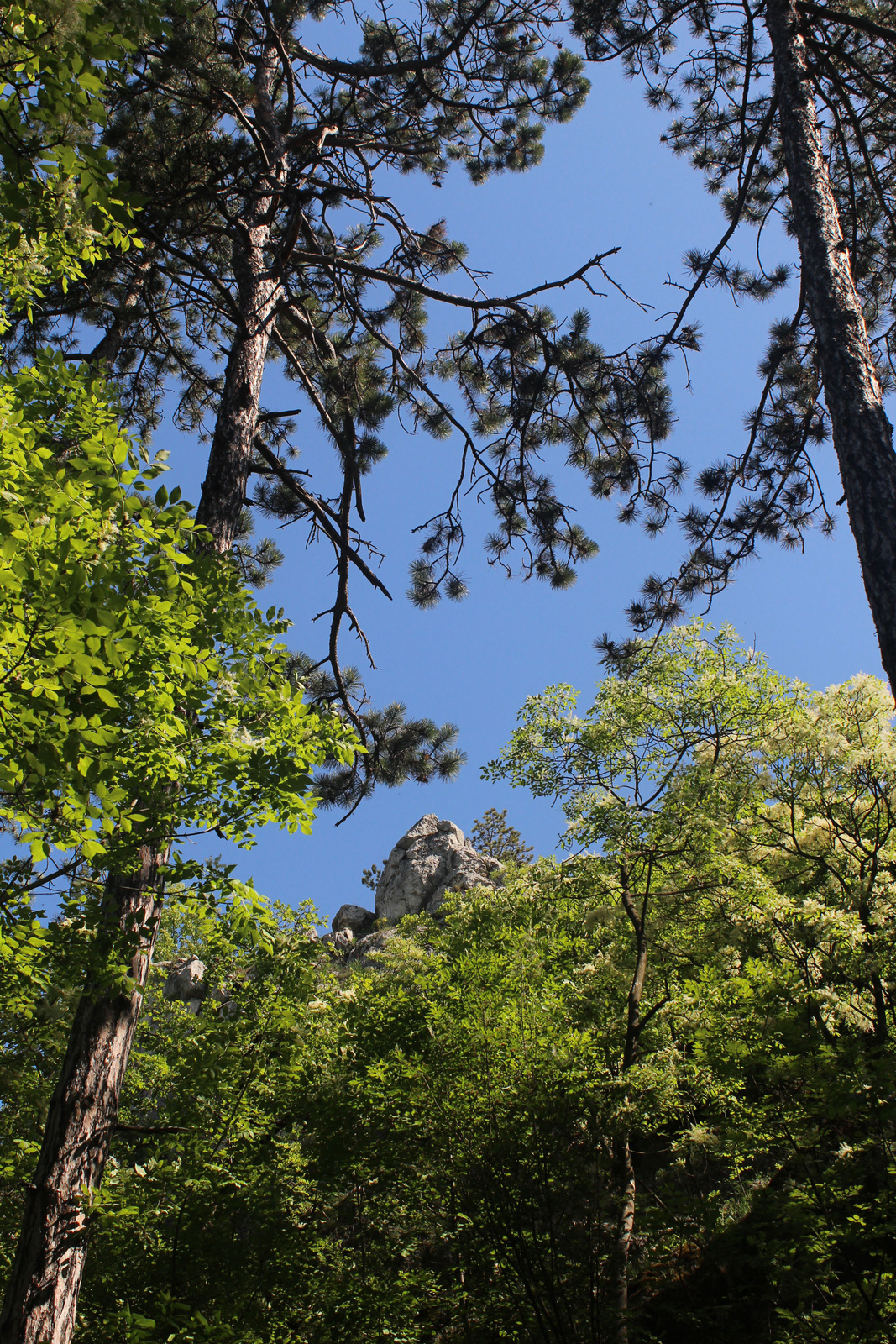 20180428-21-GluckFrigyesUt