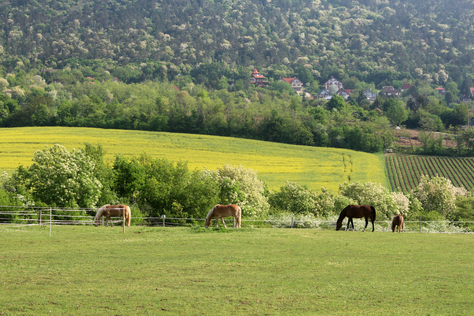 20180430-22-VendelHegy-Kalvaria