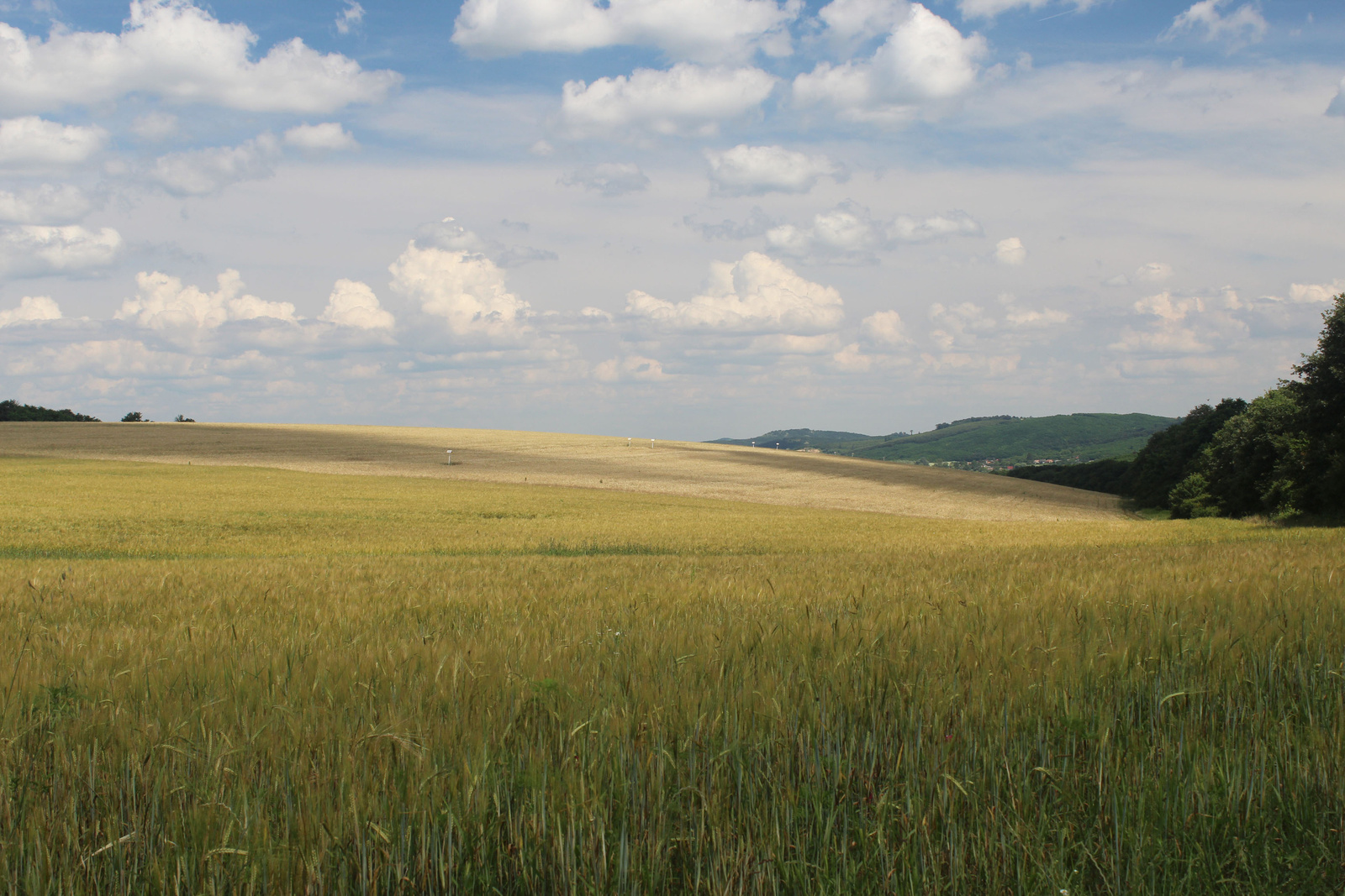 20180617-58-OsagardElott