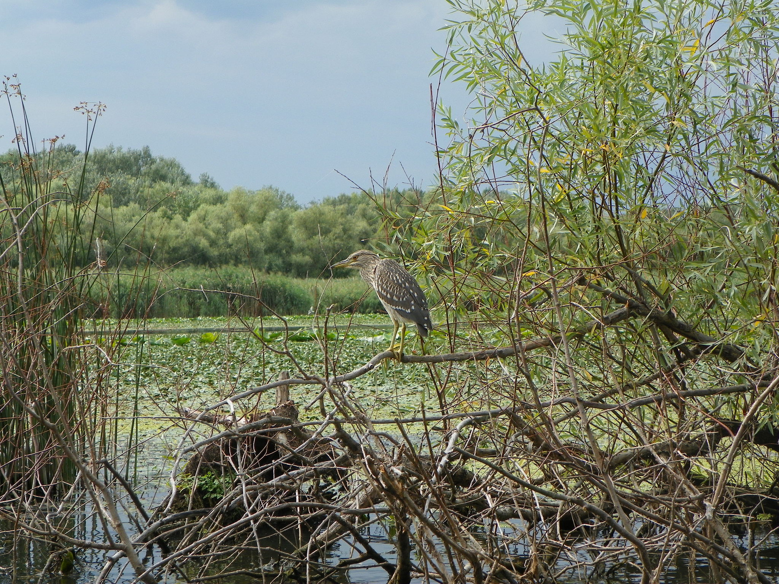 Tisza-tó 132