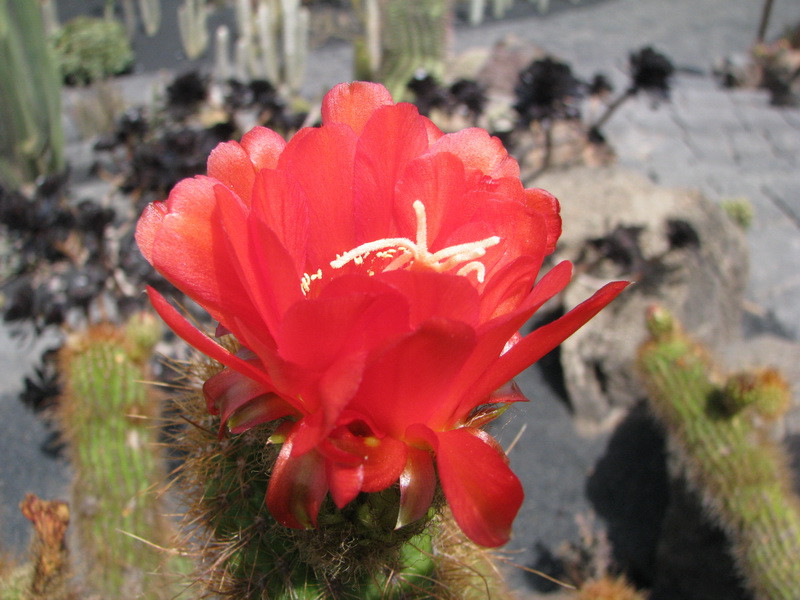 Jardín de Cactus[010] resize