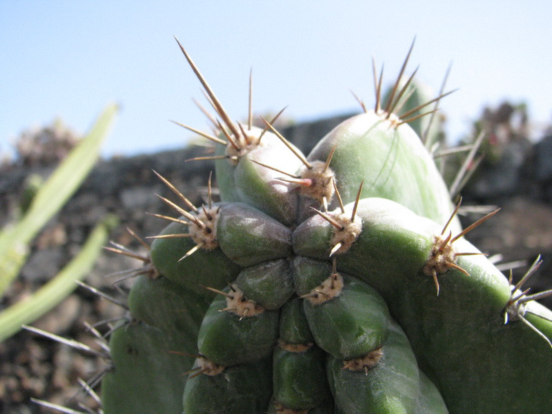 Jardín de Cactus[046] resize