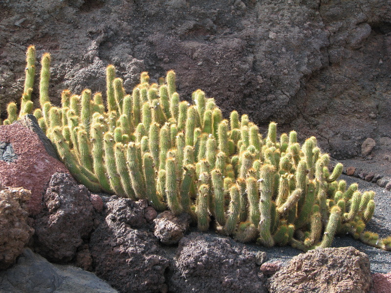 Jardín de Cactus[168] resize