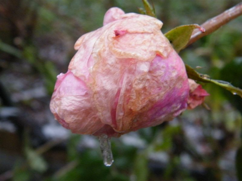 Fagyos rózsa