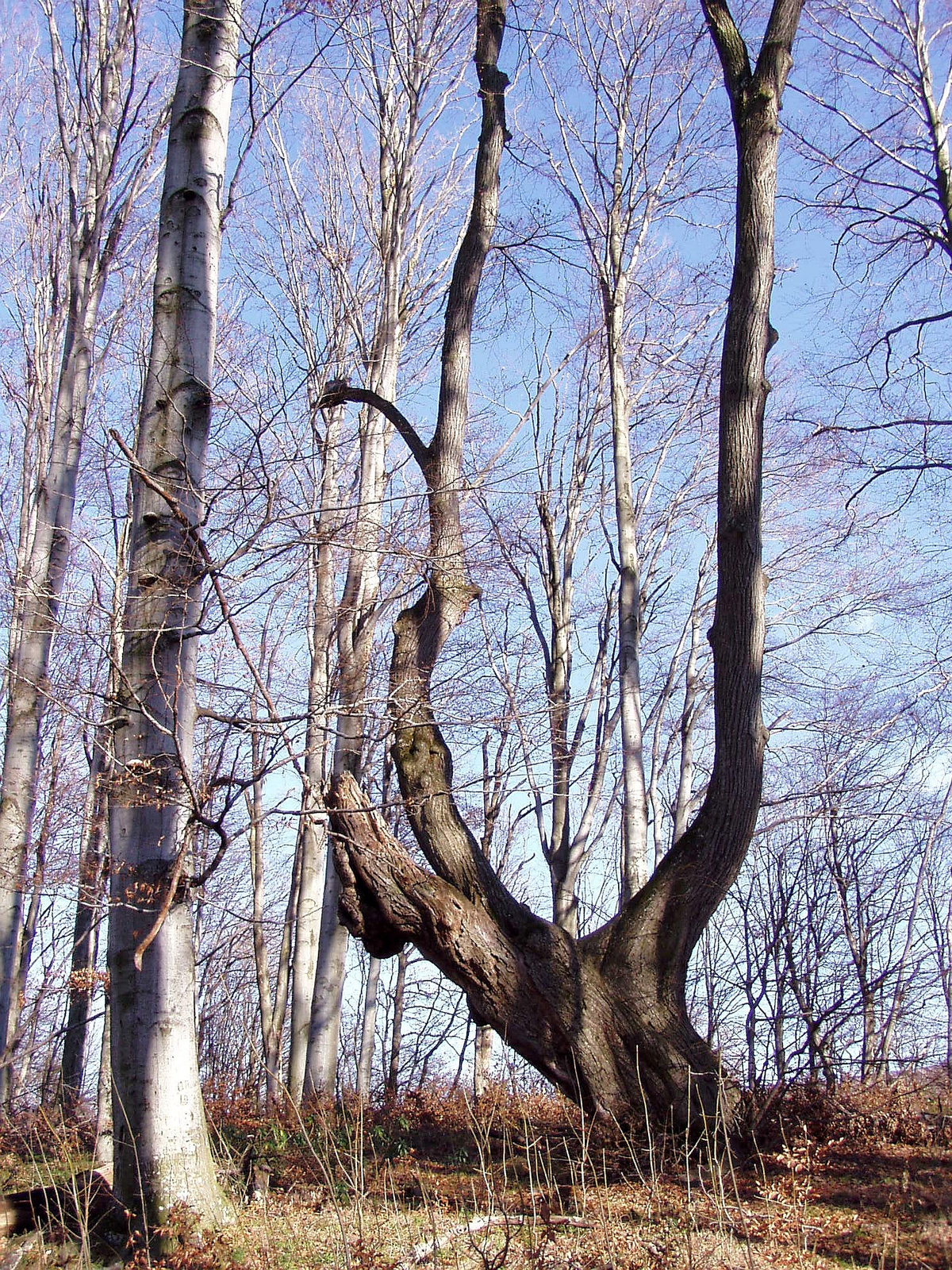 Boroszlán-tanösvény