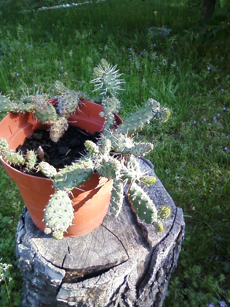 rozita kaktusza