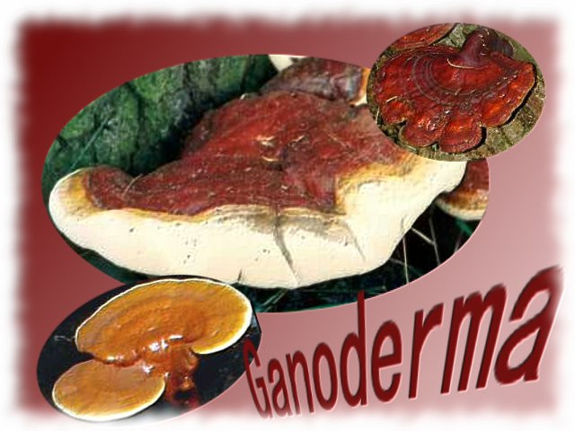 ganoderm