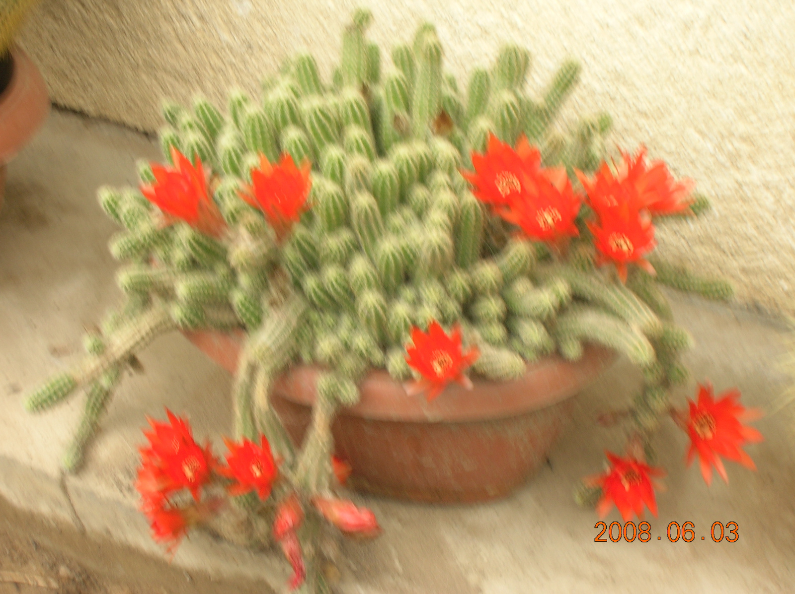 virágaim 2008 023