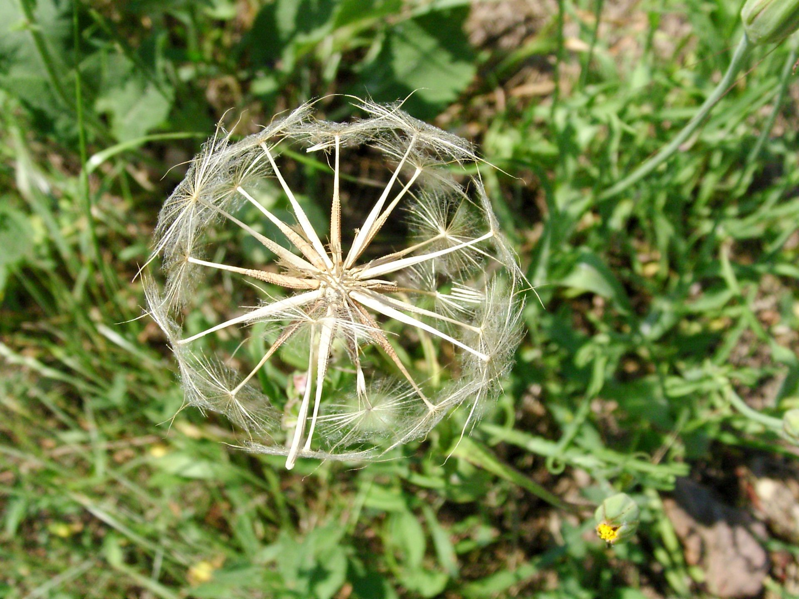 Nagy bakszakáll (Tragopogon dupius)