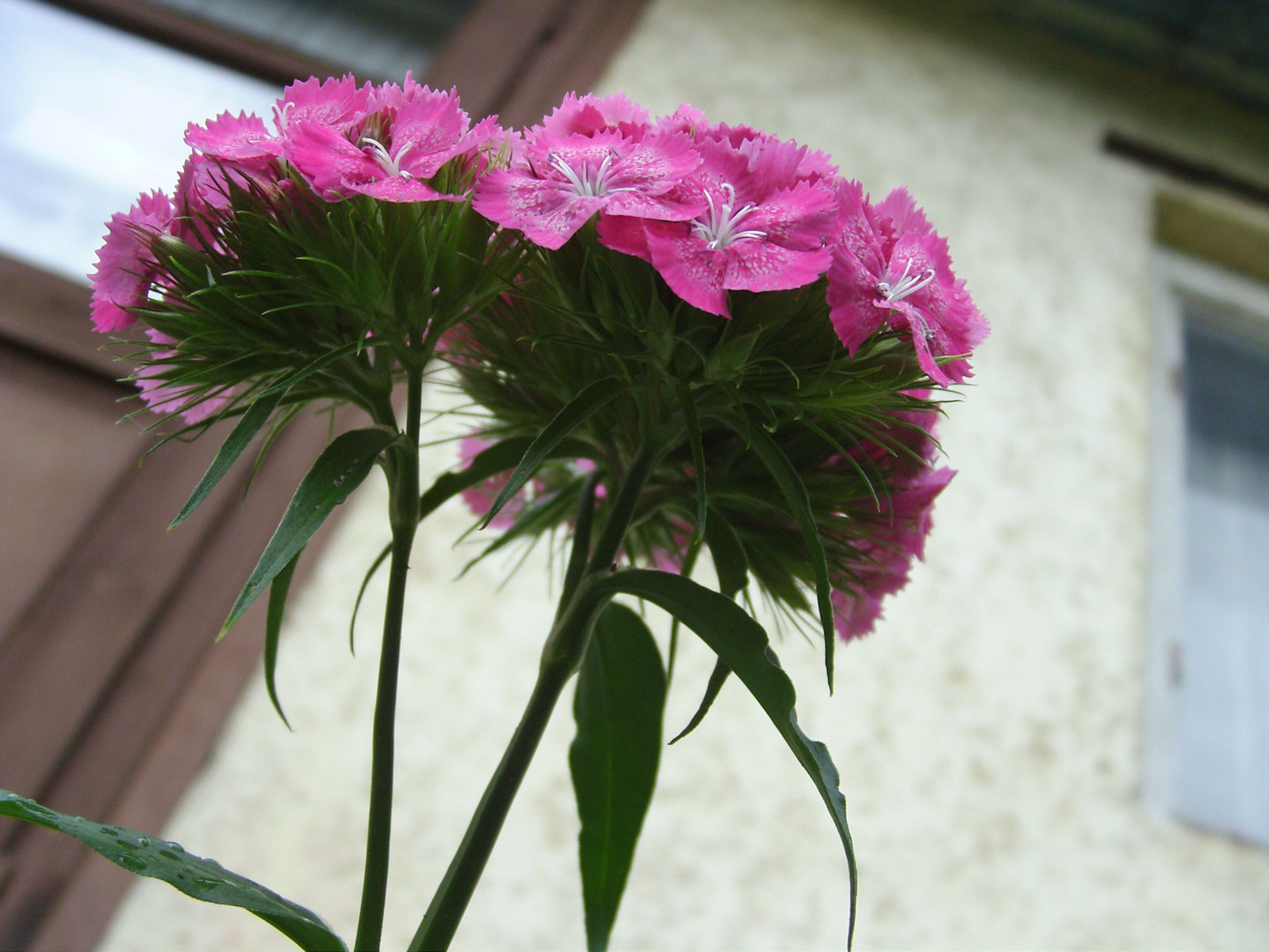 Törökszegfű (Dianthus barbatus) III