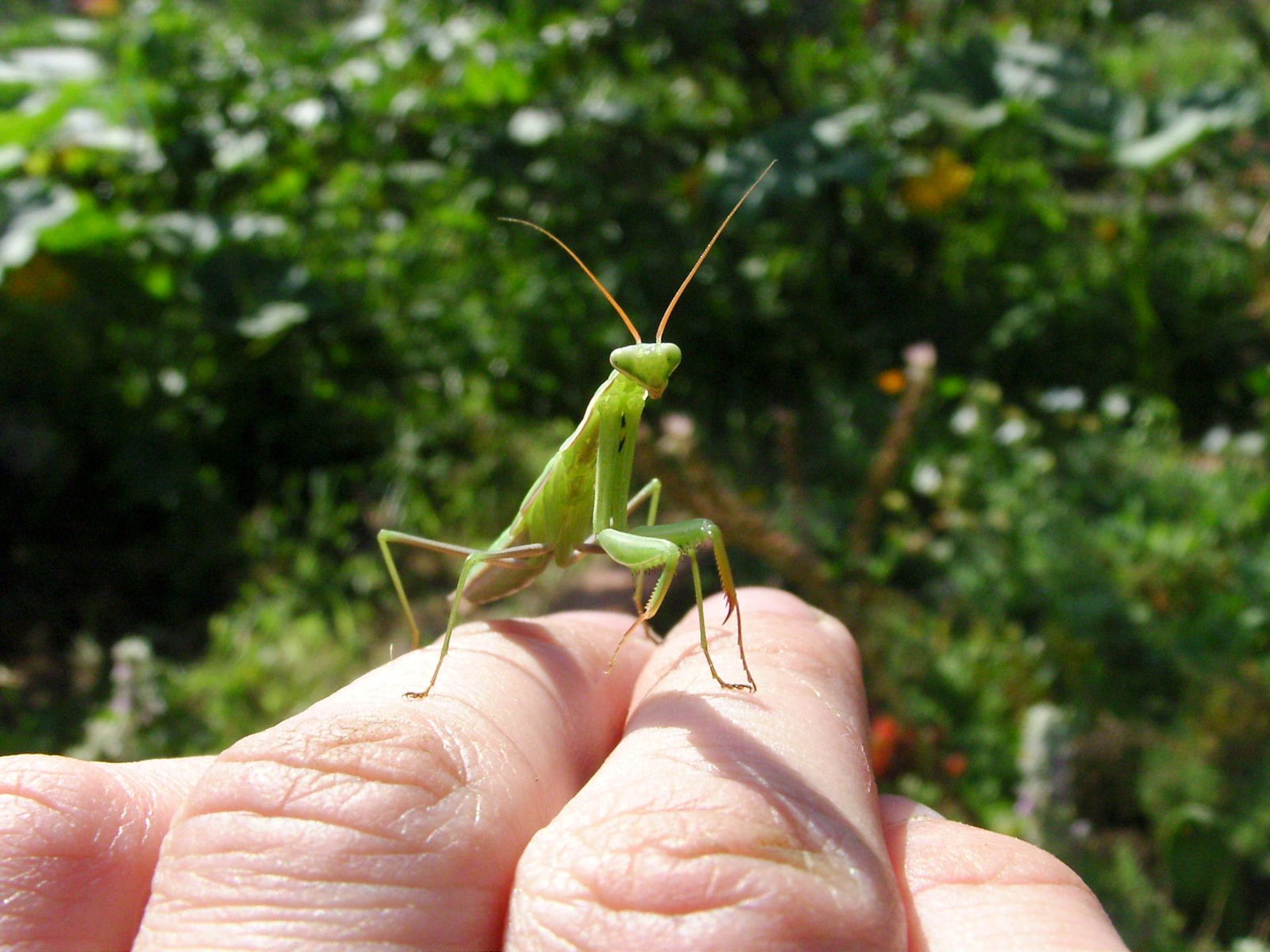 Imádkozó sáska (Mantis religiosa) V