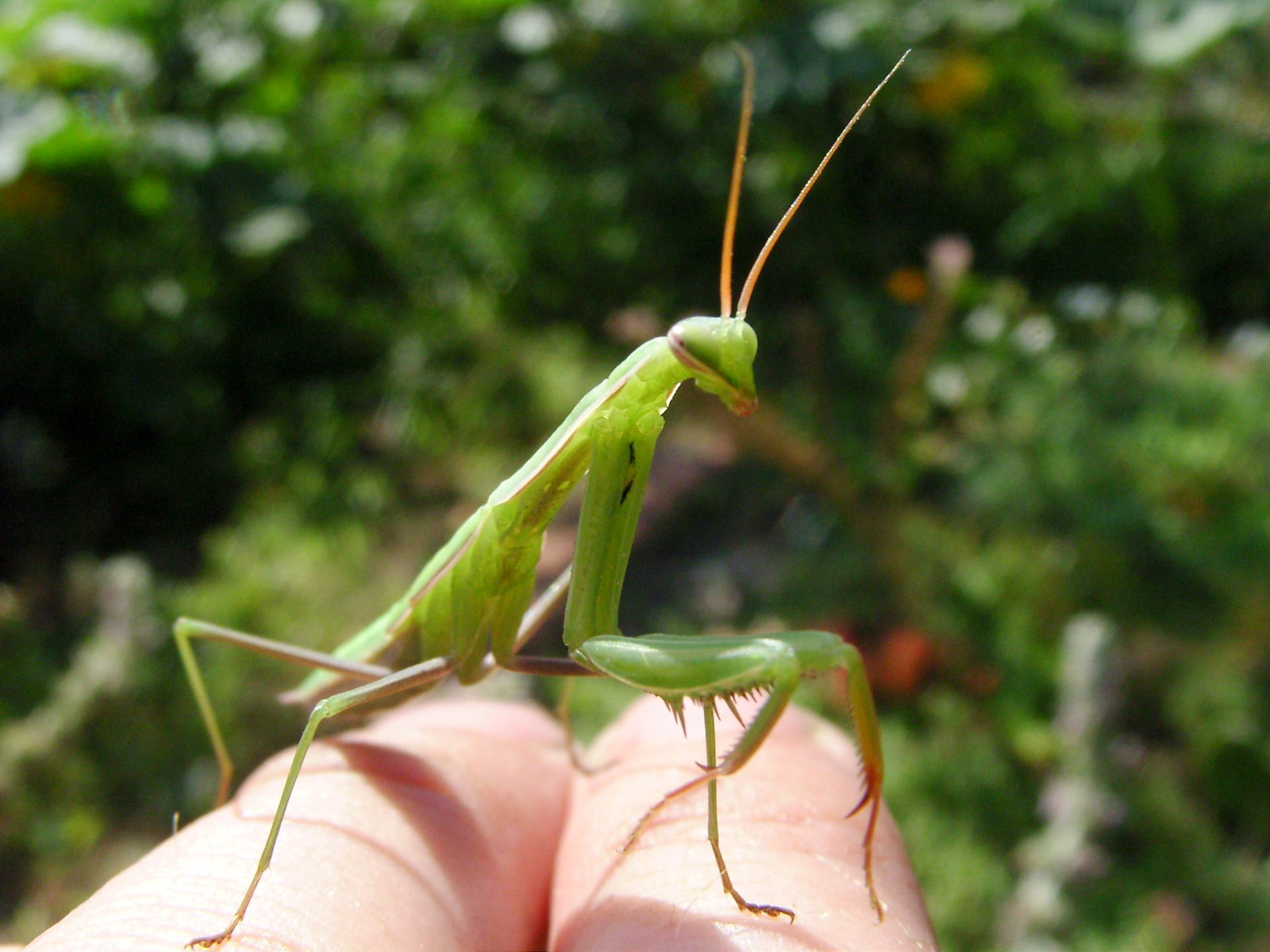 Imádkozó sáska (Mantis religiosa) VI